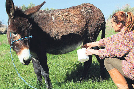 Eşşək südünün 