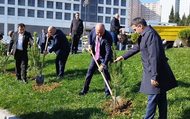 Nəsimidə ağacəkmə aksiyası davam edir - Fotolar