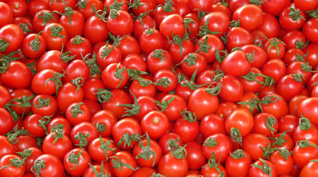 Azərbaycandan göndərilən 432 tondan çox pomidor Rusiyaya buraxılmayıb