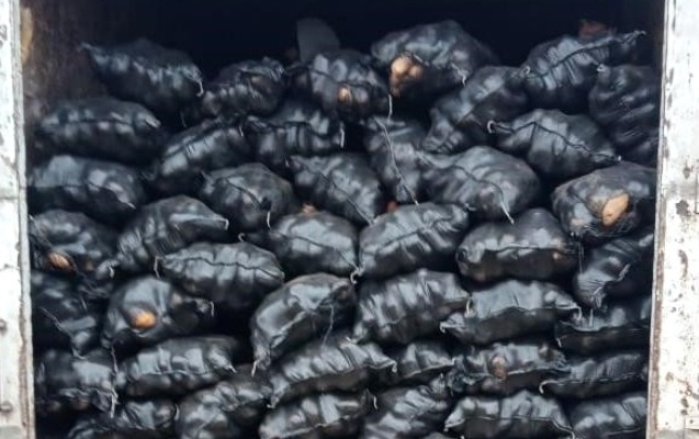 İrandan gətirilən 71 ton kartofda zərərli imiş - FOTO