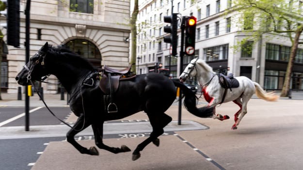Londonun mərkəzində ordunun atları qaçdı - 4 nəfər yaralandı