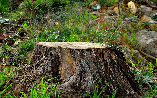 Nizamidə obyekt sahibi ağacları kəsdi